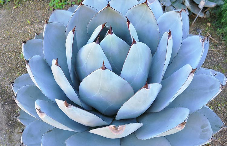 Agave parryi var. truncata 'Huntington' (Artichoke Agave)